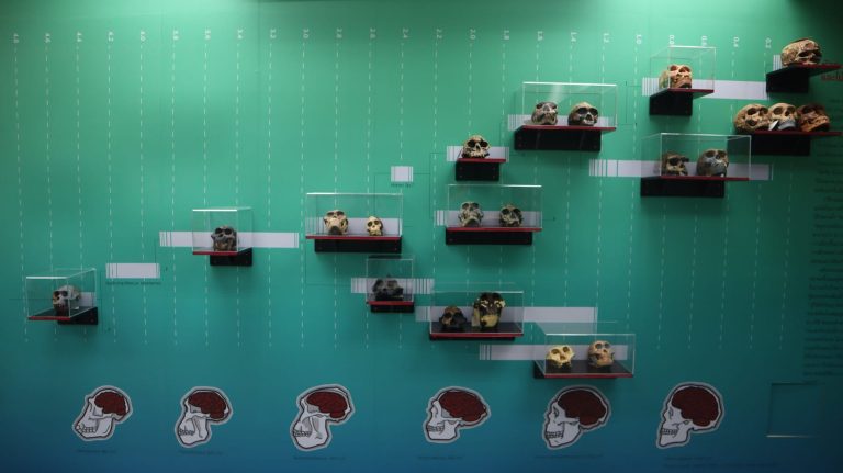 วานร ถึง มนุษย์ จากลูซี  ถึง ปรีดี พนมยงค์