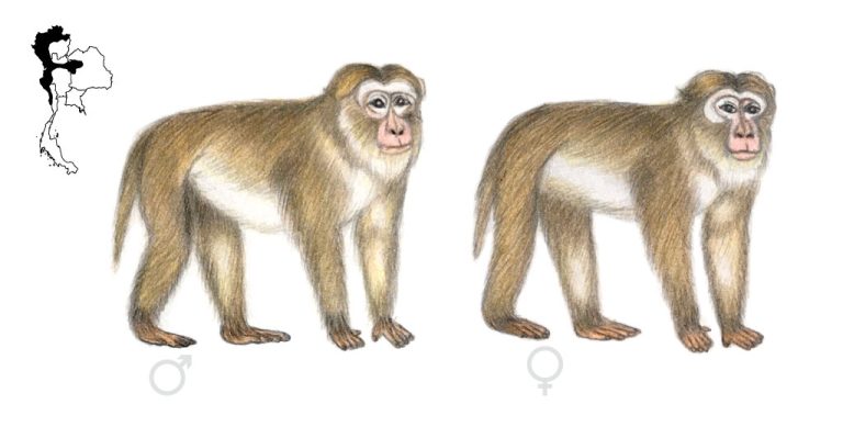 วิธีวิทยาของการศึกษาวานร