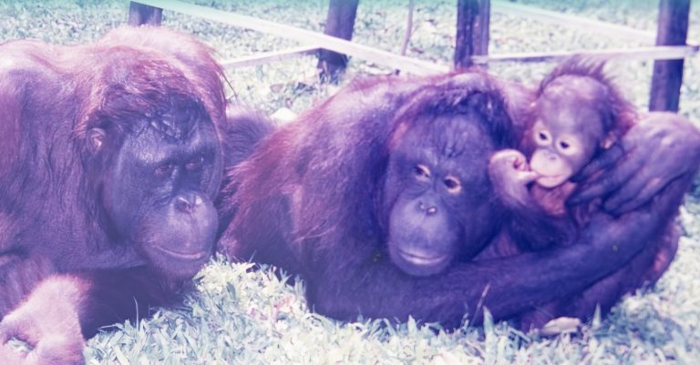 ชีวิตรักของไมค์และซูซู